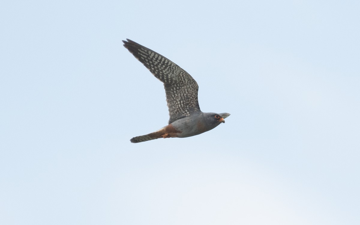 Red-footed Falcon - ML506416251