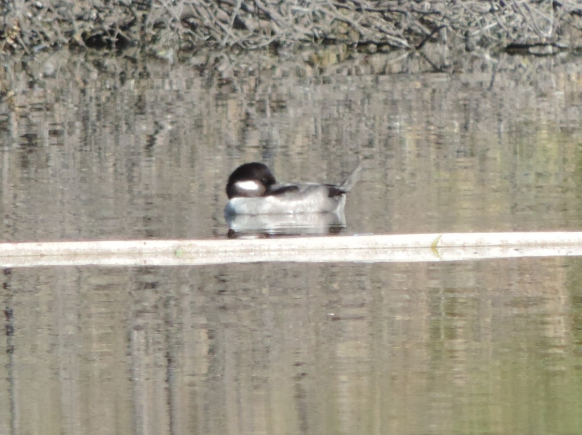 Bufflehead - ML506417281