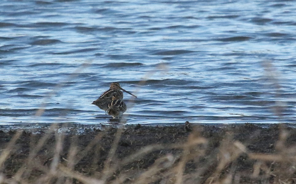 Wilson's Snipe - ML50641751