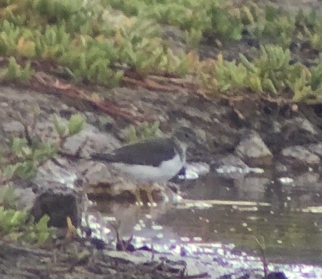 Spotted Sandpiper - ML506417801