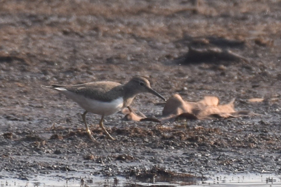 Common Sandpiper - Dr Mohammed Umer  Sharieff