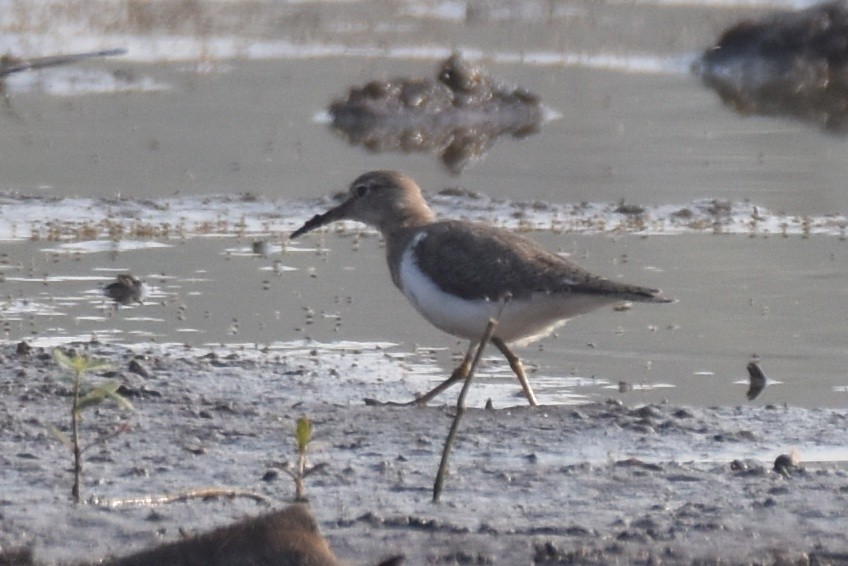 Common Sandpiper - ML506420621