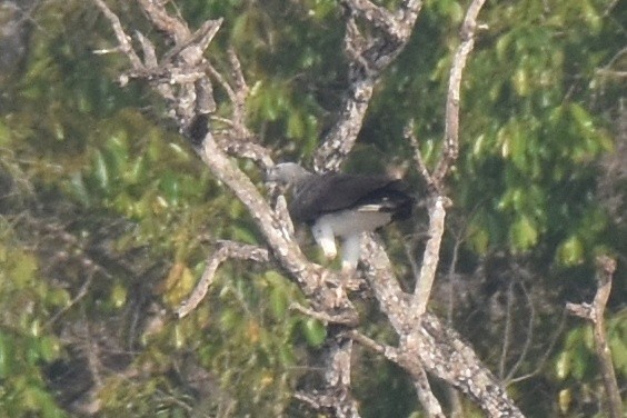 Gray-headed Fish-Eagle - ML506420751