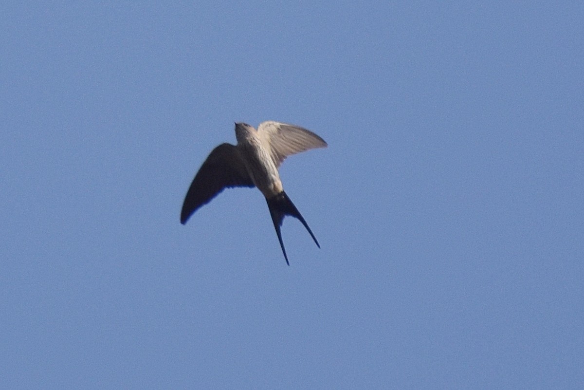 Red-rumped Swallow - ML506420801