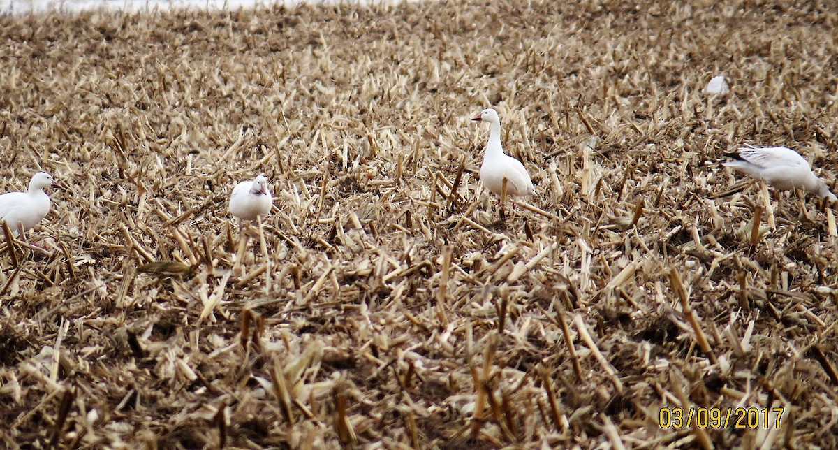 Snow Goose - ML50642101