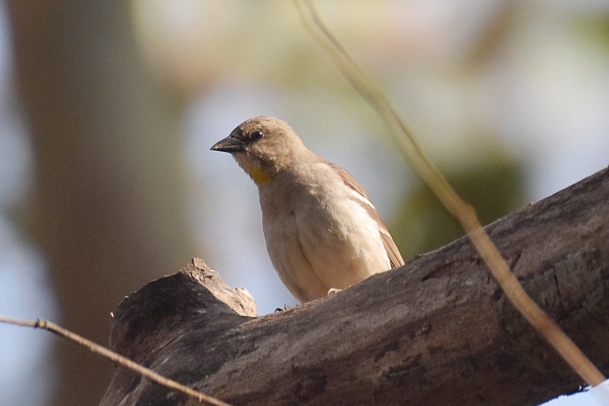 Yellow-throated Sparrow - Dr Mohammed Umer  Sharieff