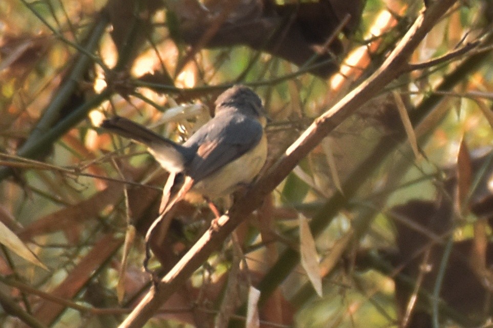 Tickell's Blue Flycatcher - ML506421091