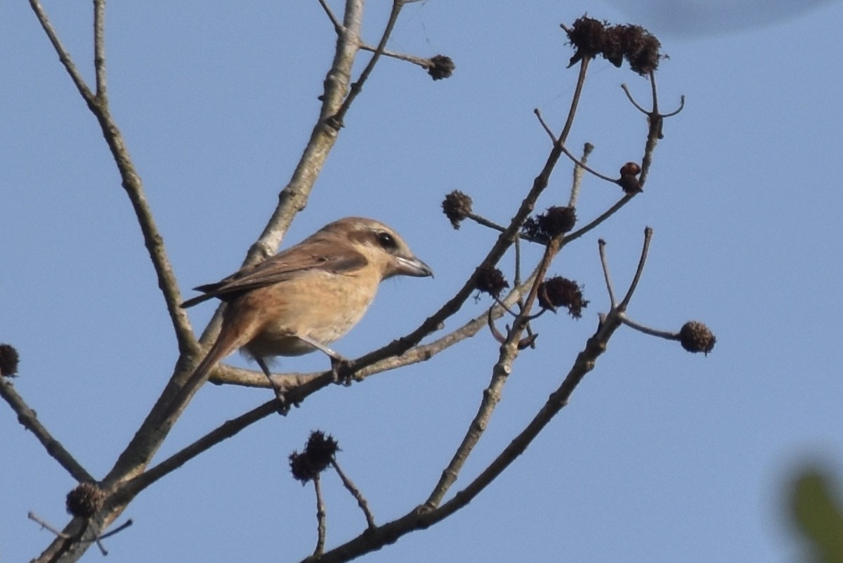 Pie-grièche brune - ML506421461