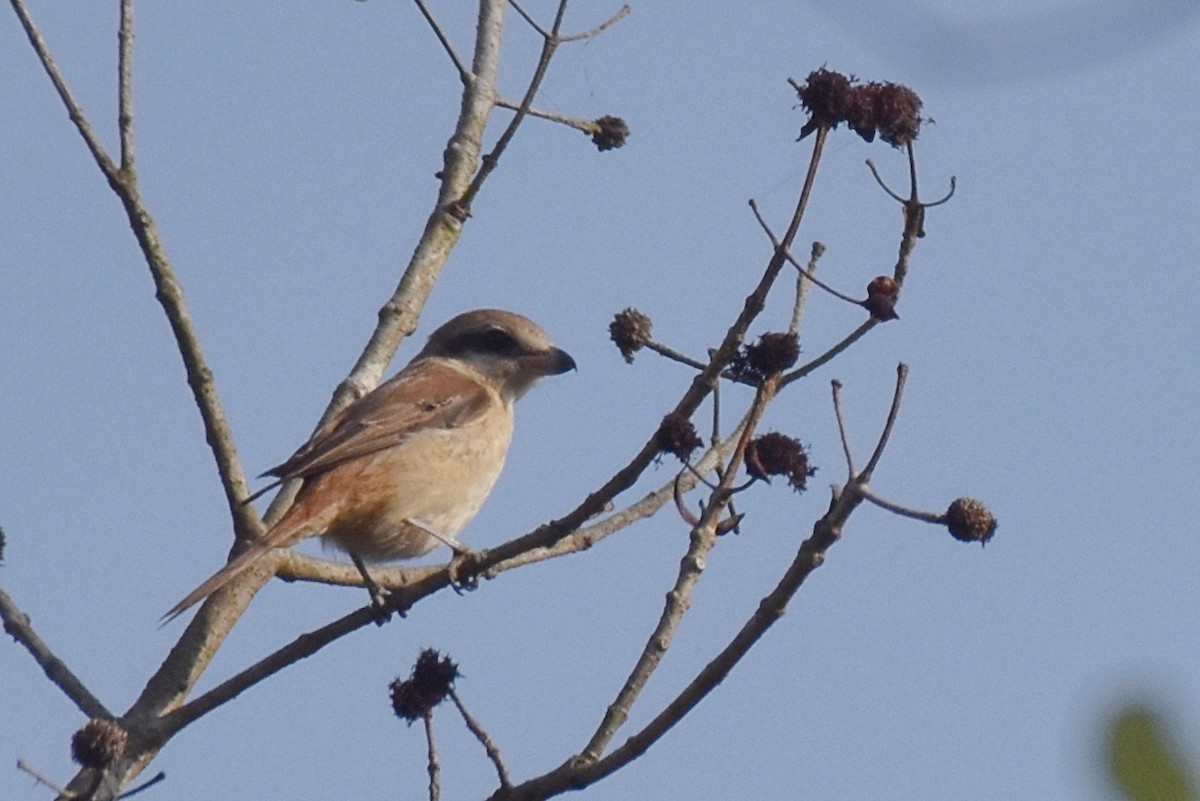 Pie-grièche brune - ML506421471