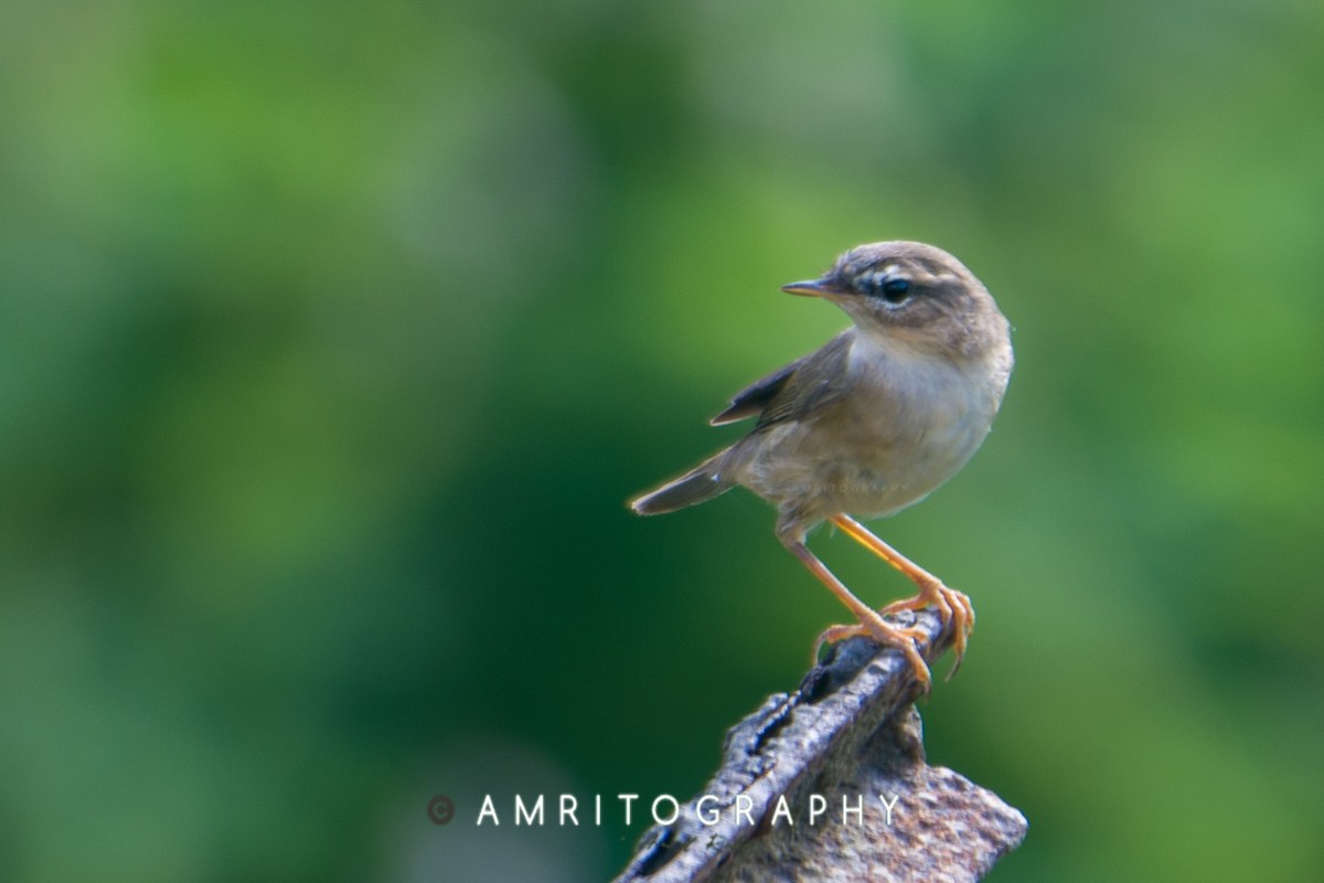 Dusky Warbler - ML506421981