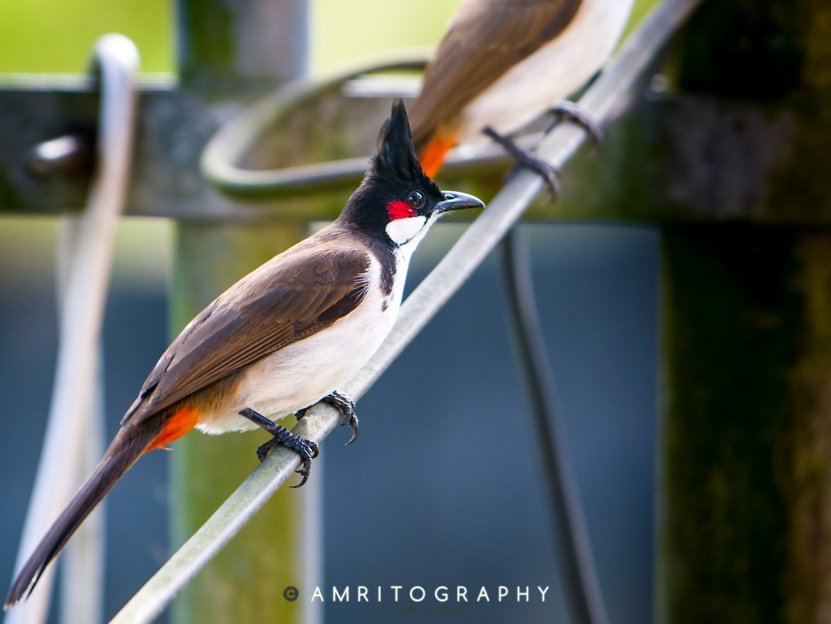 Red-whiskered Bulbul - amrit raha