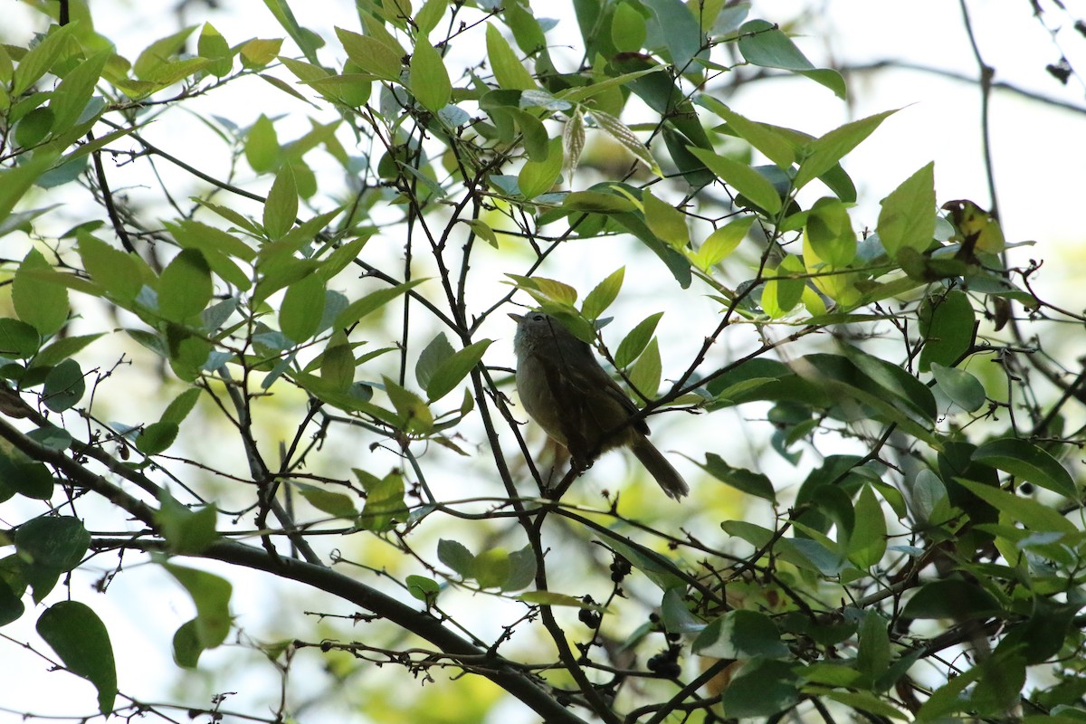 Spectacled Fulvetta - ML506423121