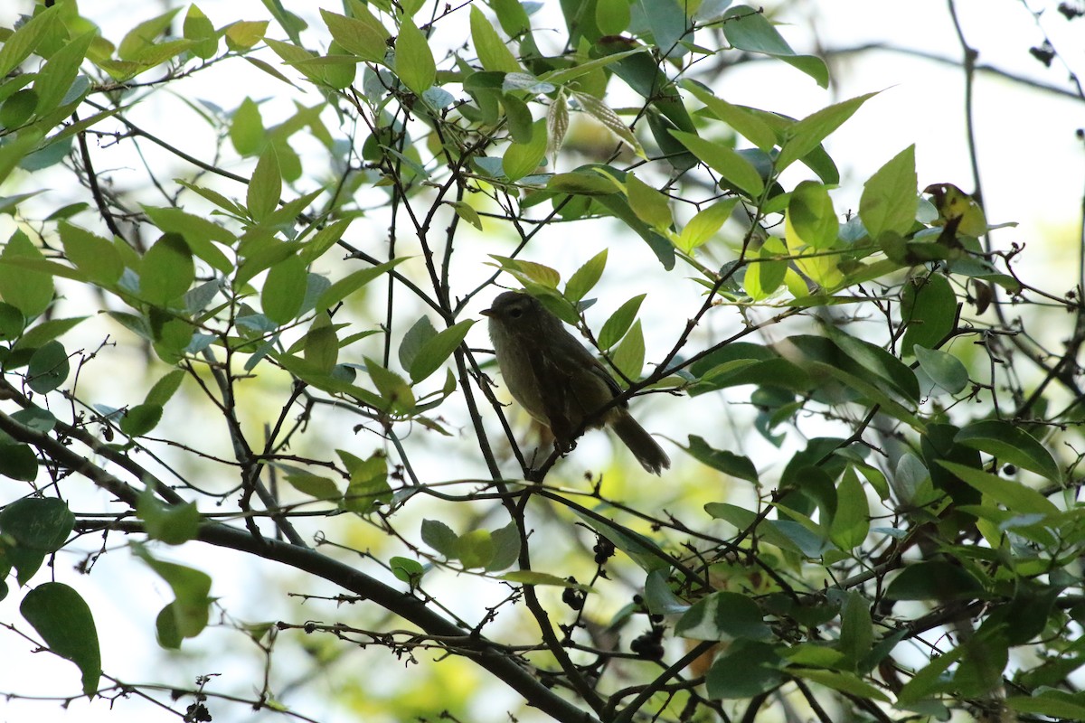 Spectacled Fulvetta - ML506423131