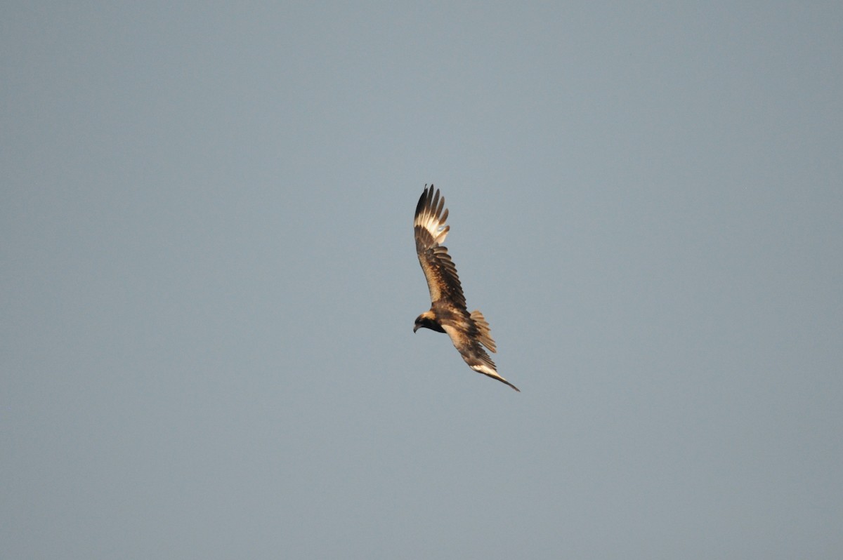 Black-breasted Kite - ML506423151