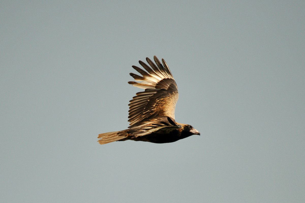Black-breasted Kite - ML506423231