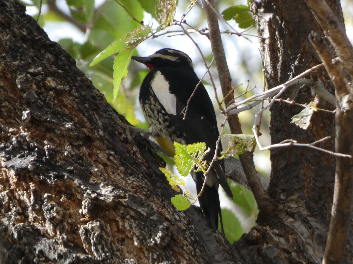 Williamson's Sapsucker - ML506423471