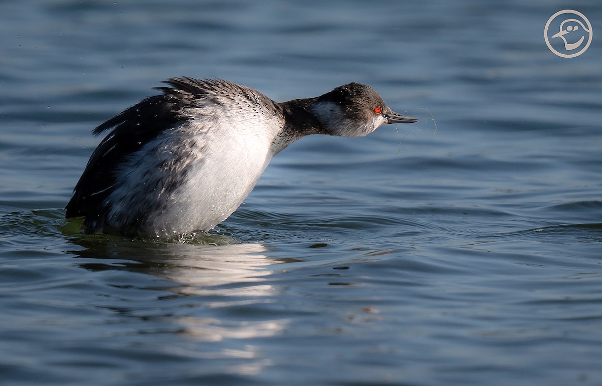 Eared Grebe - Yanina Maggiotto