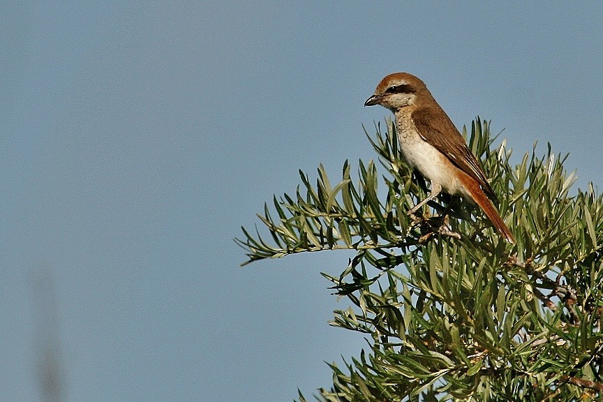 Red-tailed/Isabelline Shrike - ML50642401