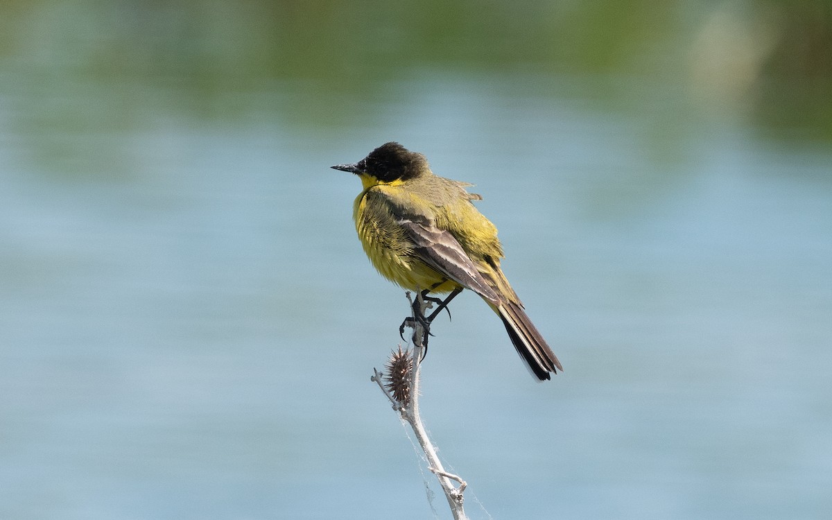 Western Yellow Wagtail (feldegg) - ML506424731