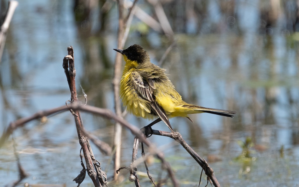 Western Yellow Wagtail (feldegg) - ML506424751