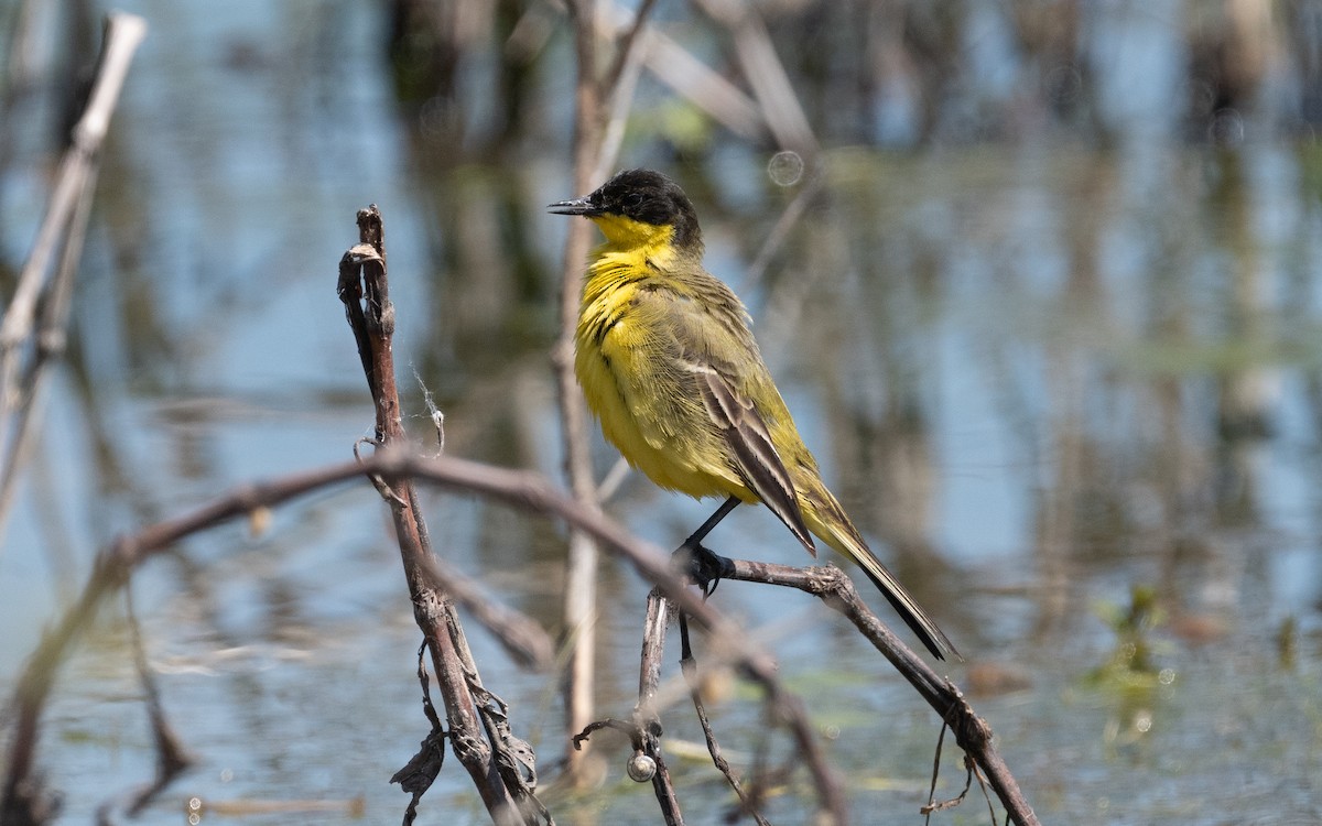 Western Yellow Wagtail (feldegg) - ML506424761