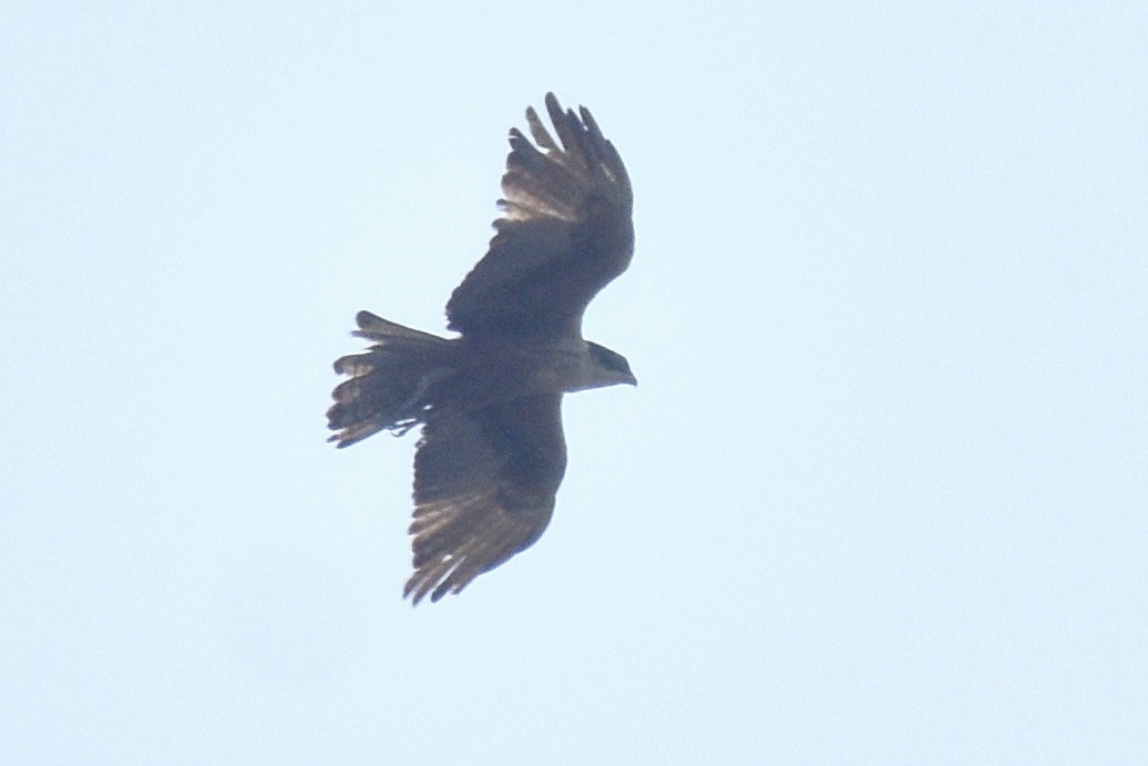 Rufous-bellied Eagle - ML506425461