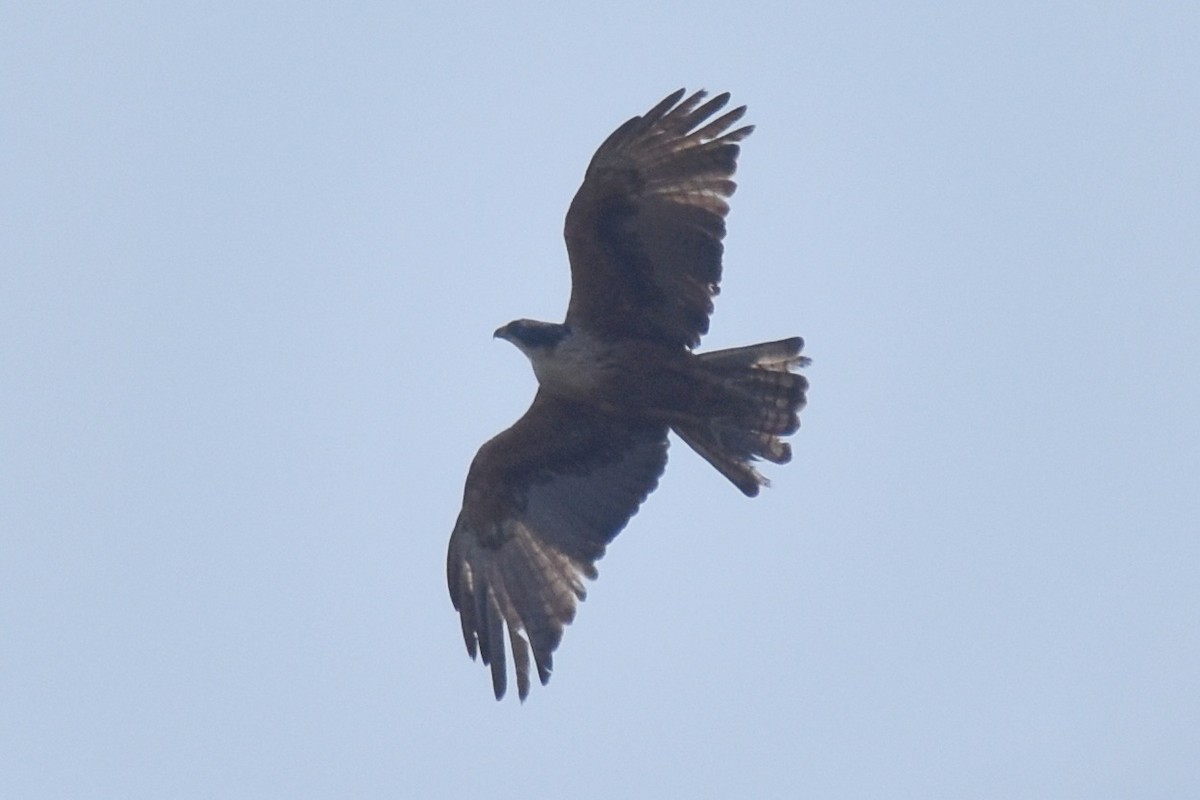 Rufous-bellied Eagle - ML506425471