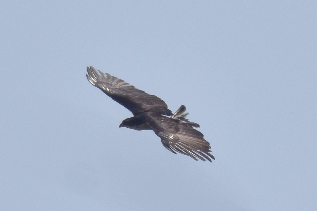 Rufous-bellied Eagle - ML506425481