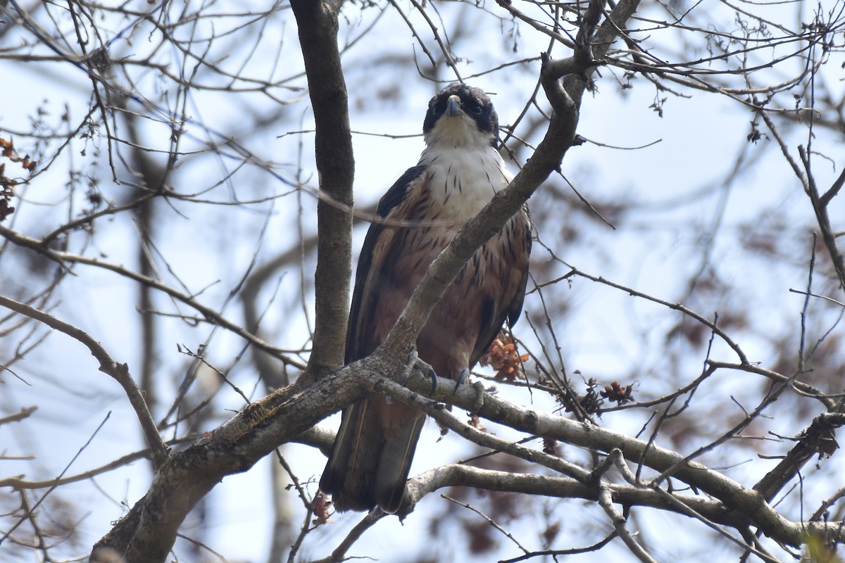 Rufous-bellied Eagle - ML506425501