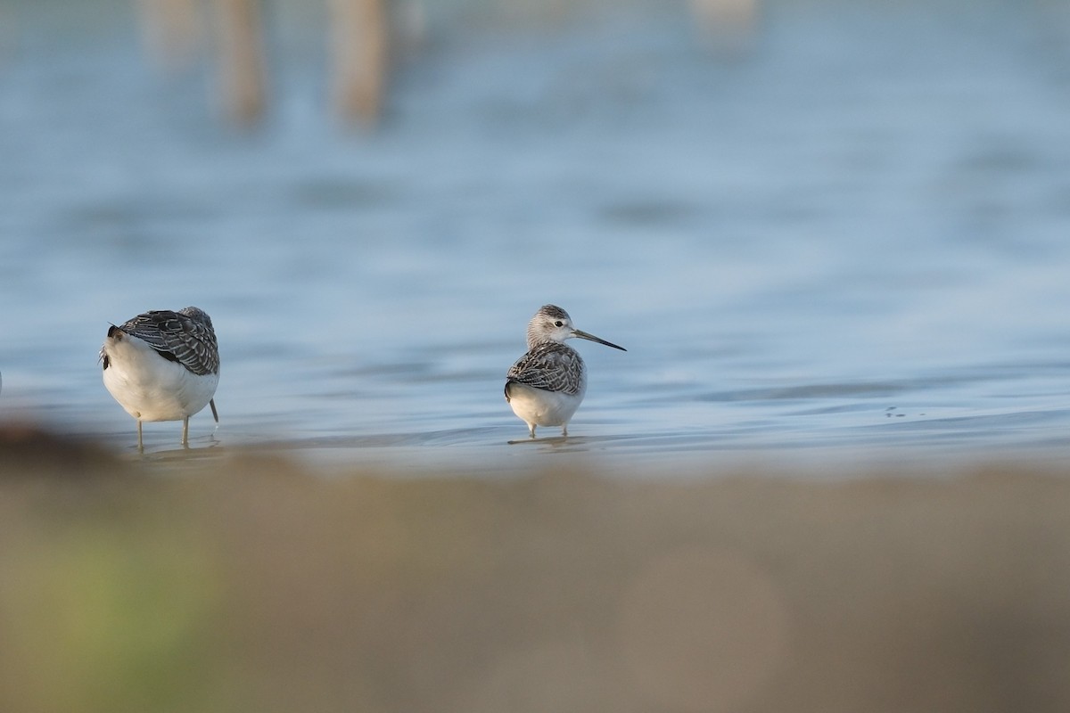 Marsh Sandpiper - ML506426321