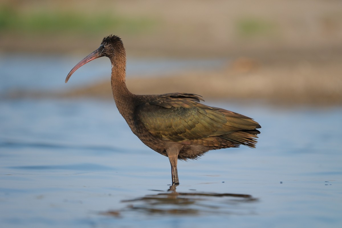ibis hnědý - ML506426731