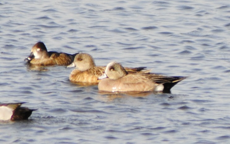 American Wigeon - Mike Ostrowski