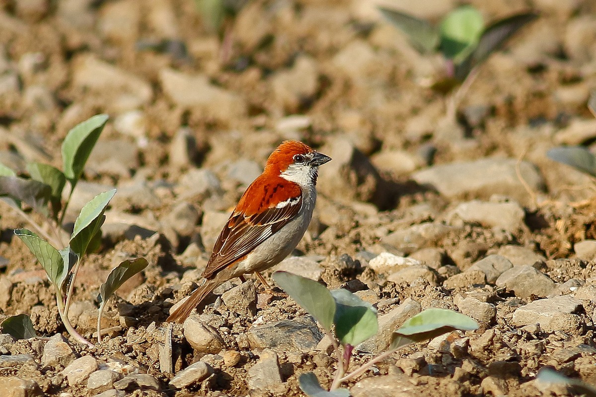 Russet Sparrow - ML506427761