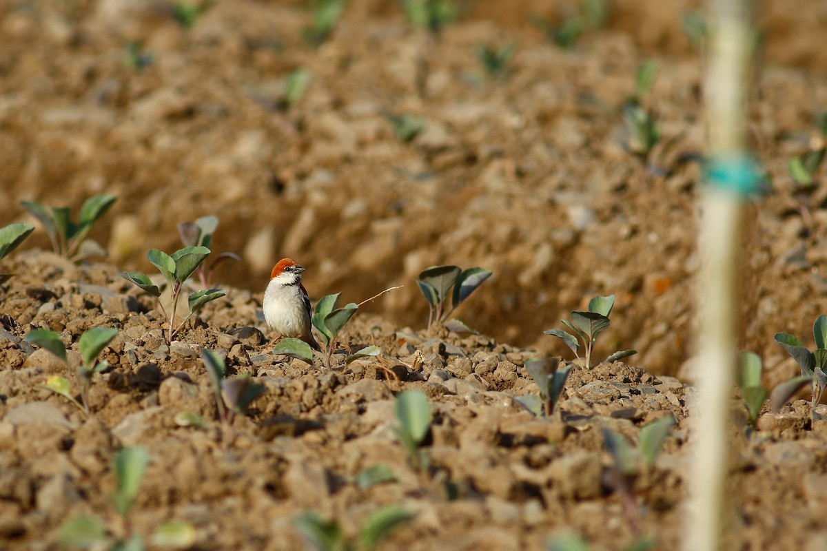 Russet Sparrow - ML506427801