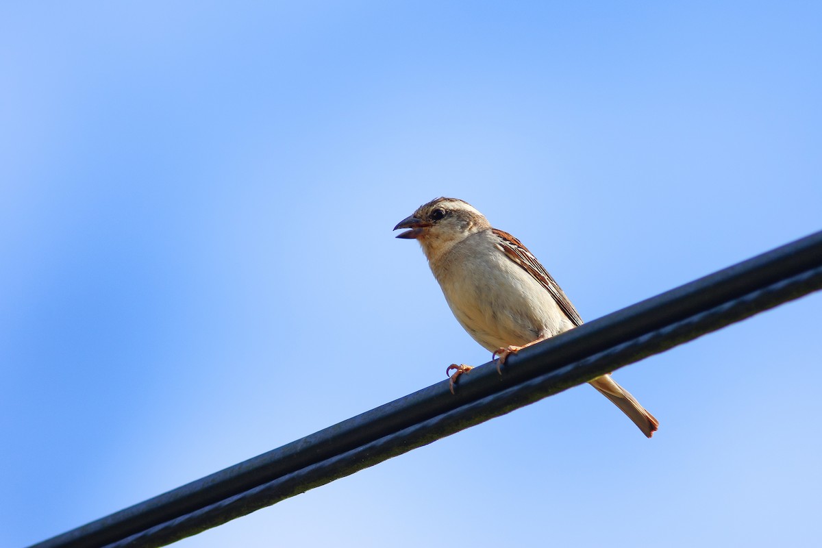 Russet Sparrow - ML506427921