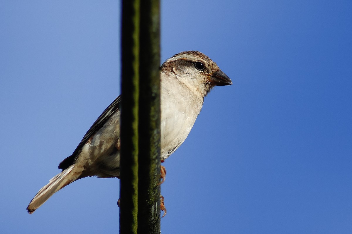 Russet Sparrow - ML506427931