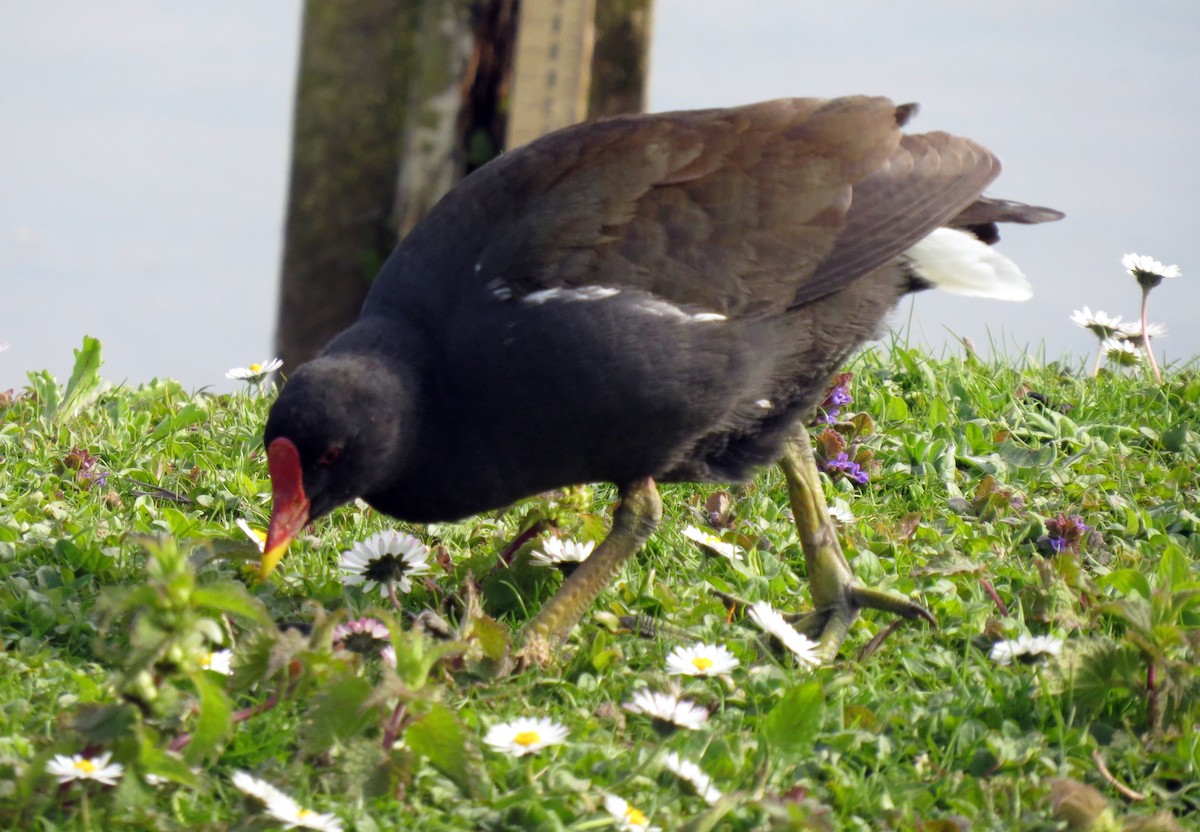 Gallinule poule-d'eau - ML50642881