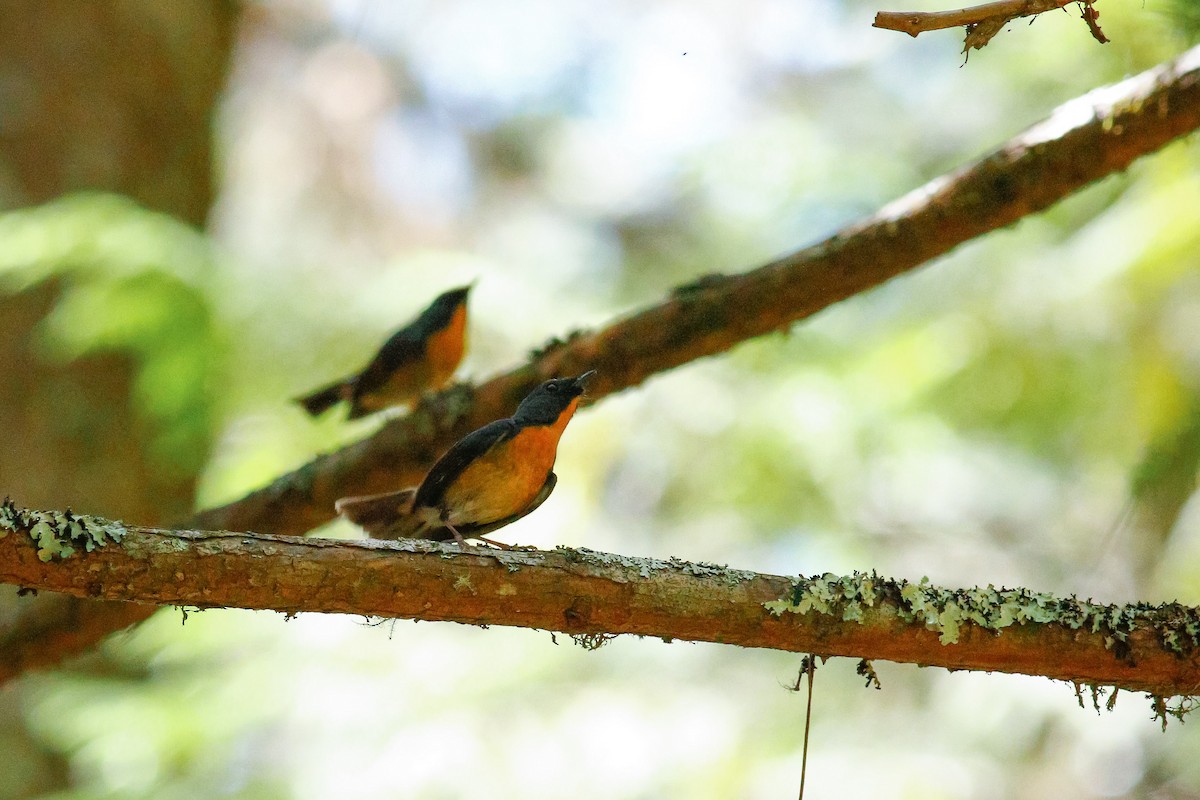 Snowy-browed Flycatcher - ML506428871