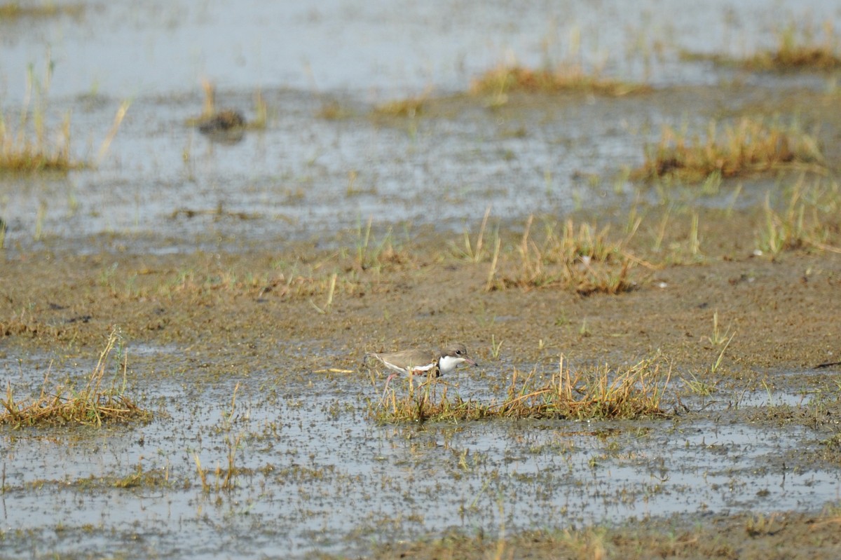 Red-kneed Dotterel - ML506430161