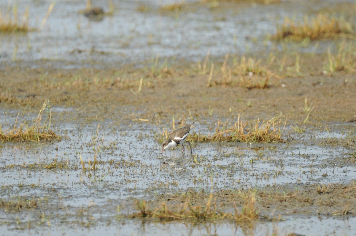 Red-kneed Dotterel - ML506430181