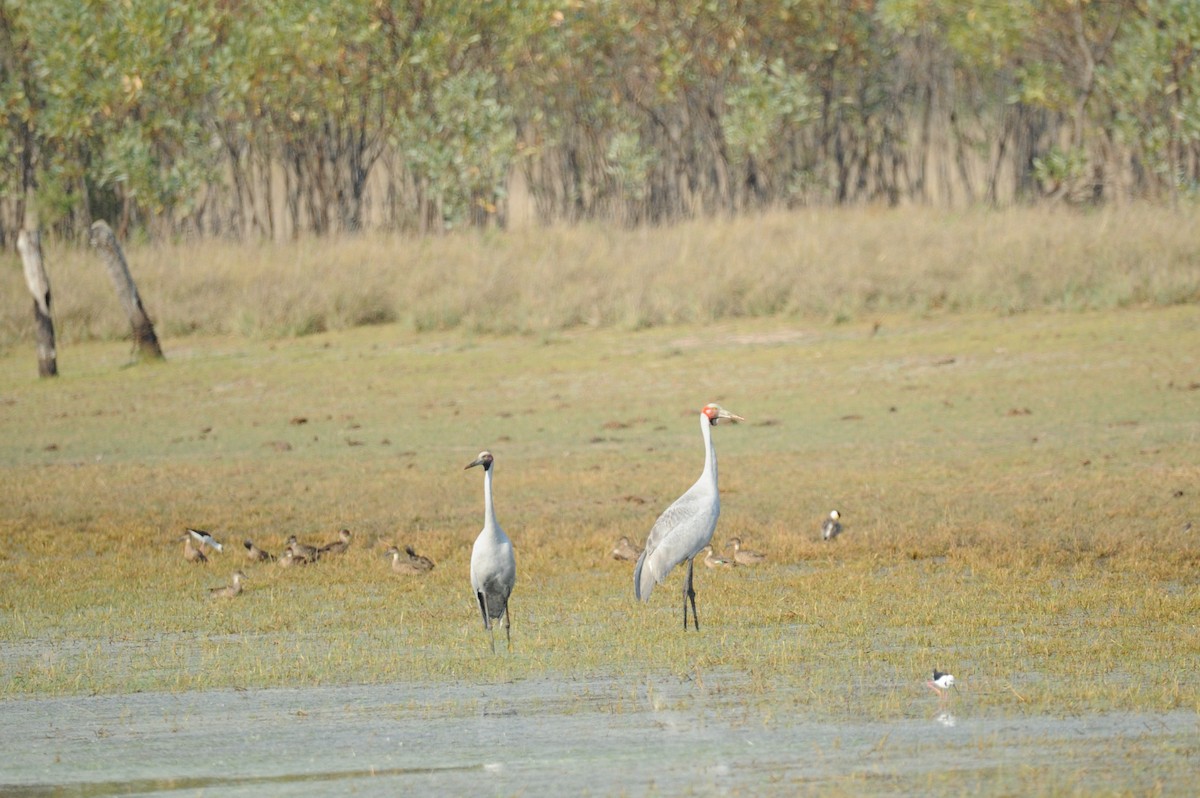 Grulla Brolga - ML506430221