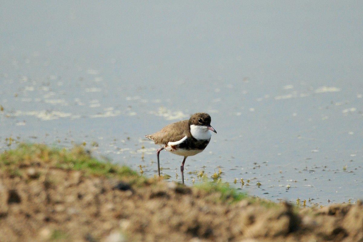 Red-kneed Dotterel - Alfred & Hidi Lau