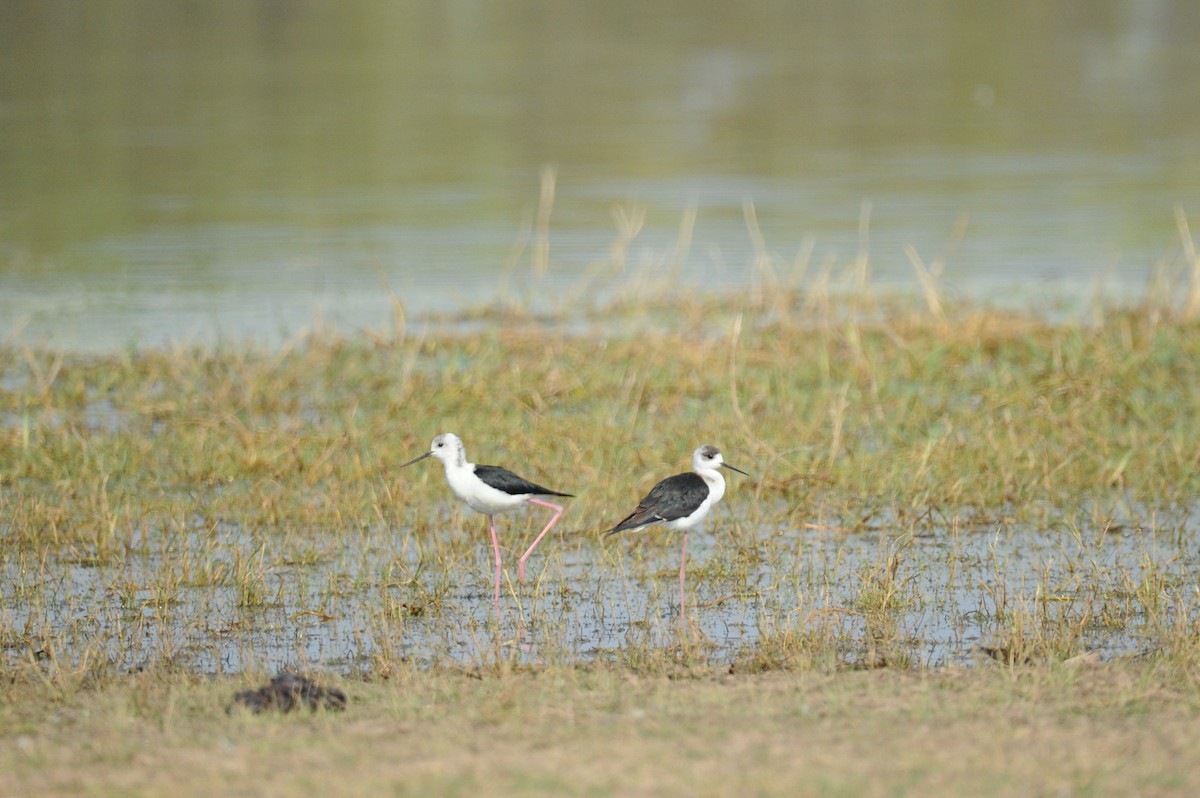 Pied Stilt - ML506430441