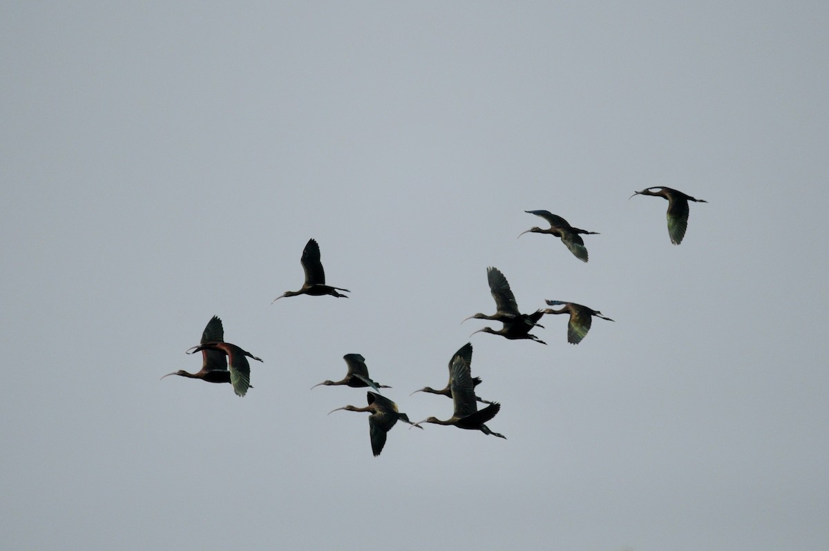 ibis hnědý - ML506430461