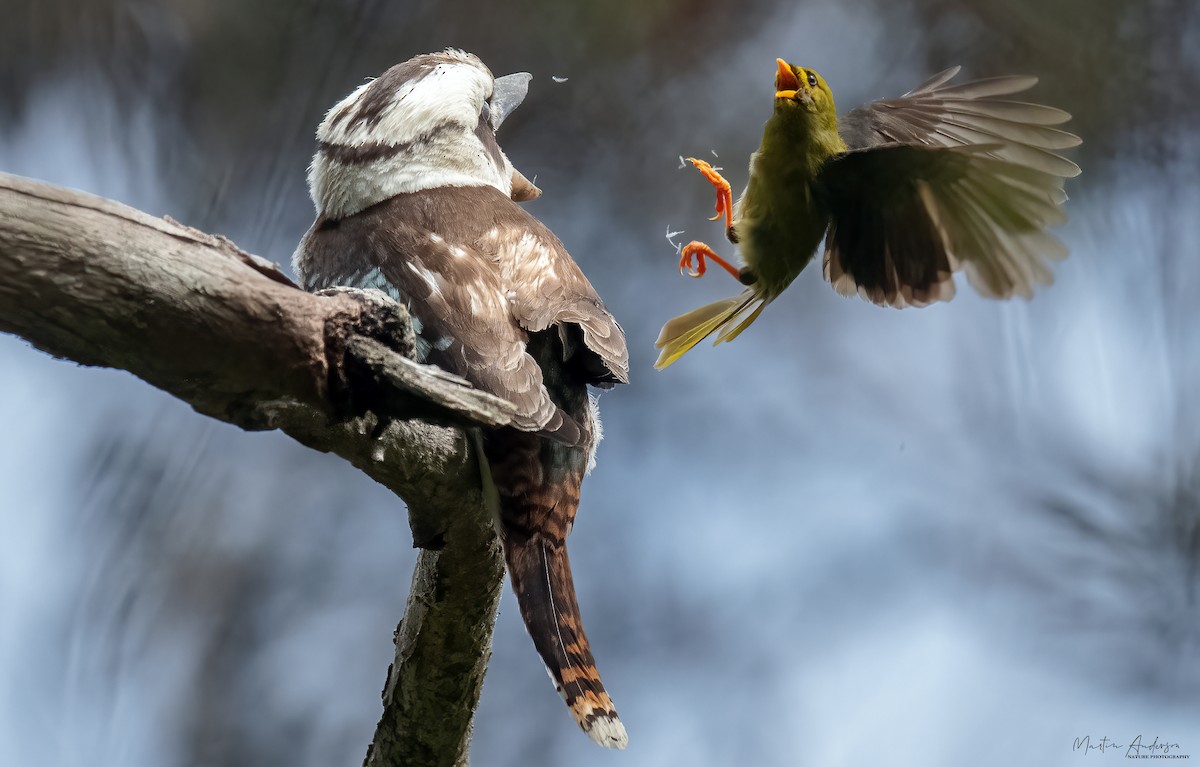 Bell Miner - ML506430561