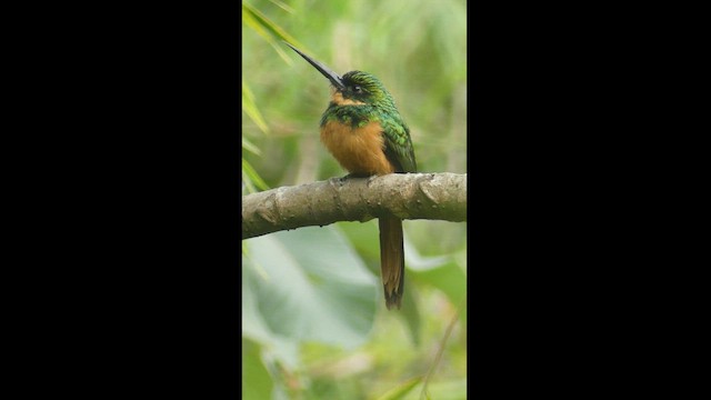 Rufous-tailed Jacamar - ML506430691