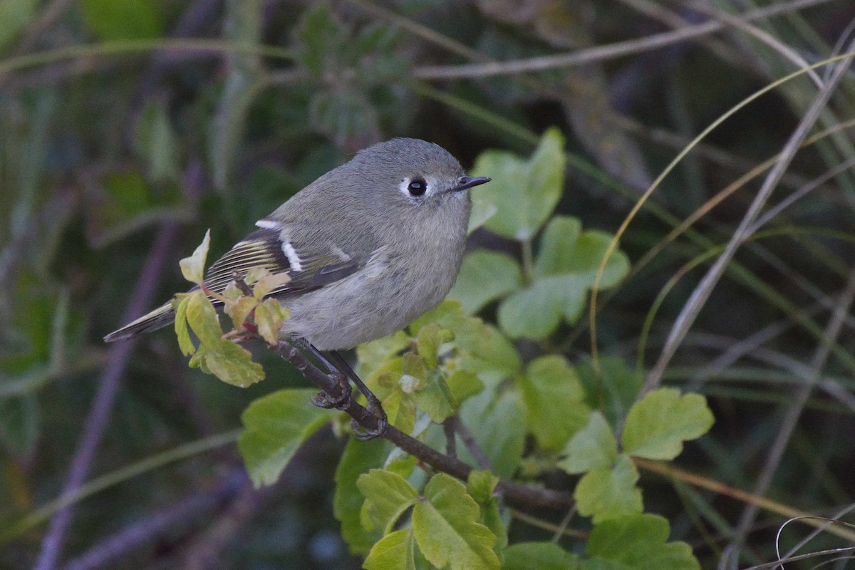 Ruby-crowned Kinglet - Lyle Ross