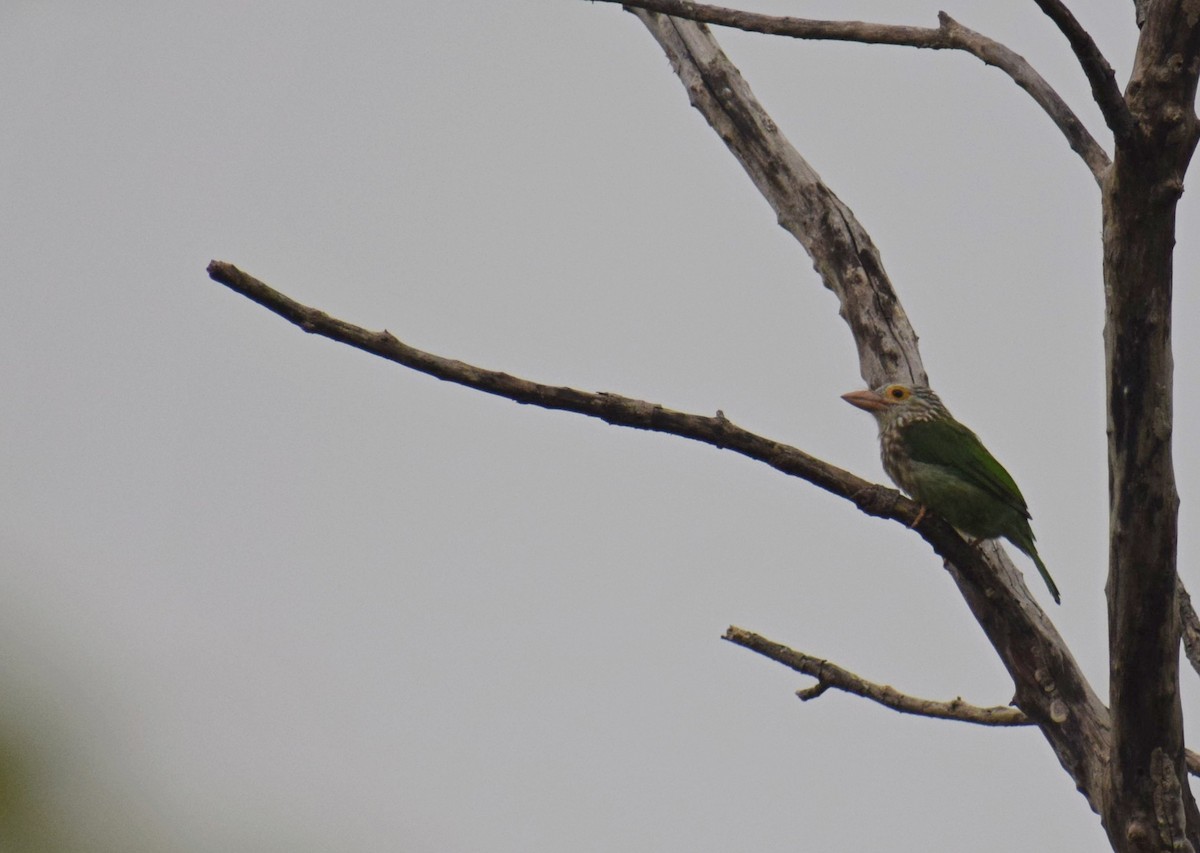 Kırçıllı Barbet - ML506431761