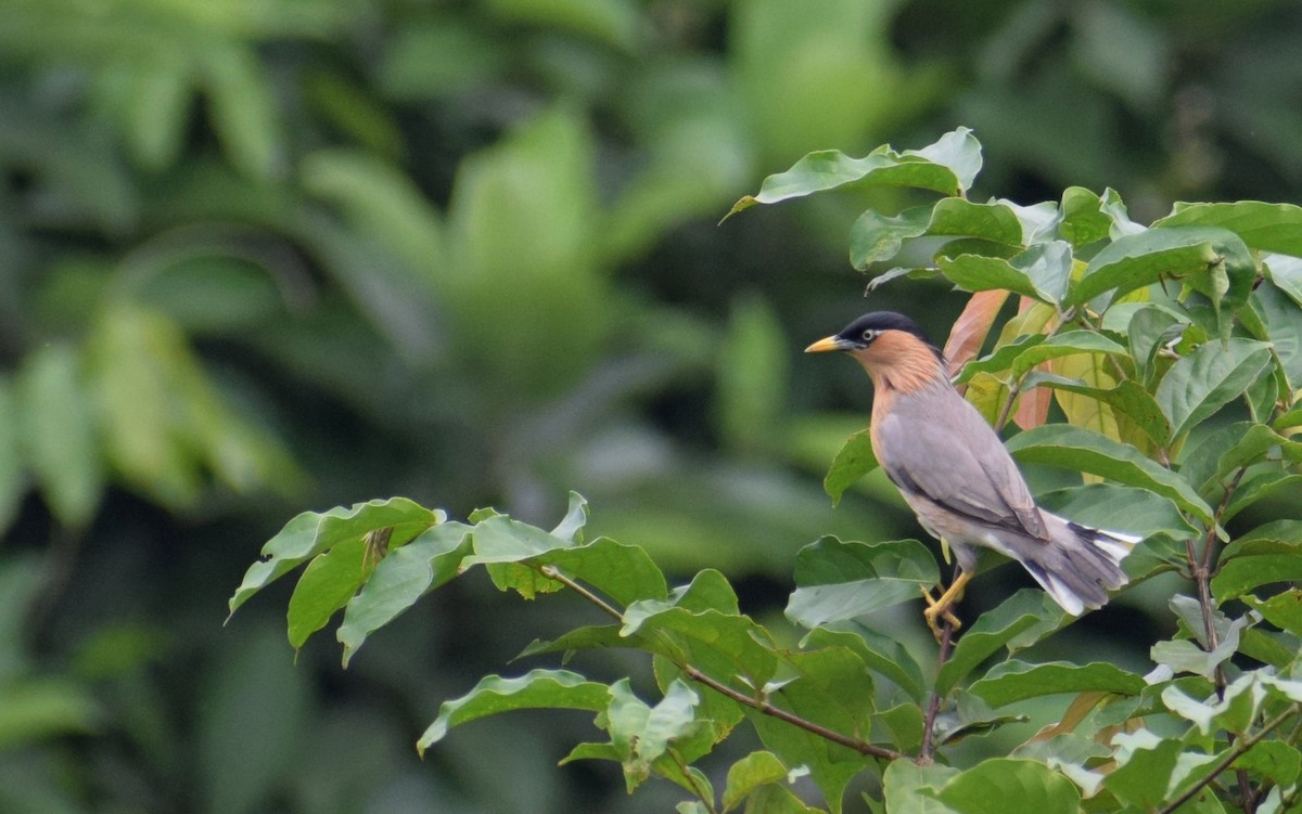 黑冠椋鳥 - ML506431821