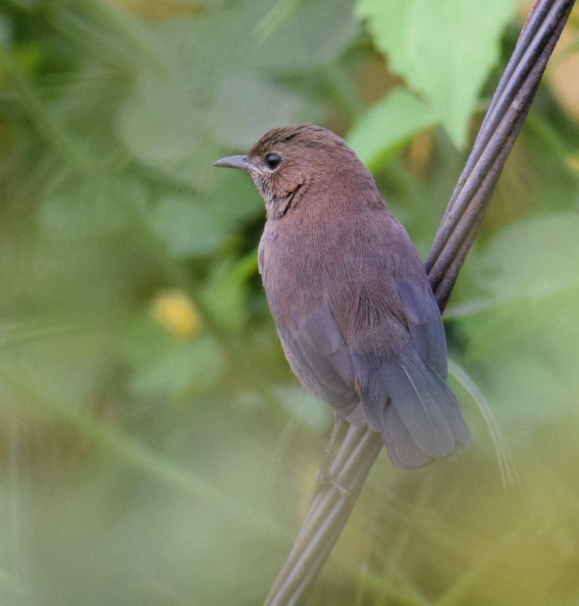 Indian Robin - ML506431971